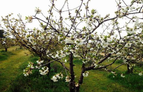 Solar da Roseira - Foto 22