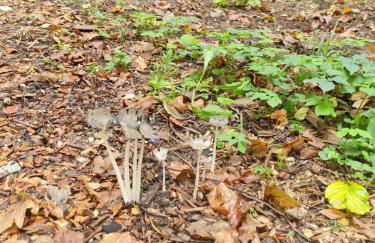 Jagdhaus auf dem Forsthof mit Sauna - Foto 31