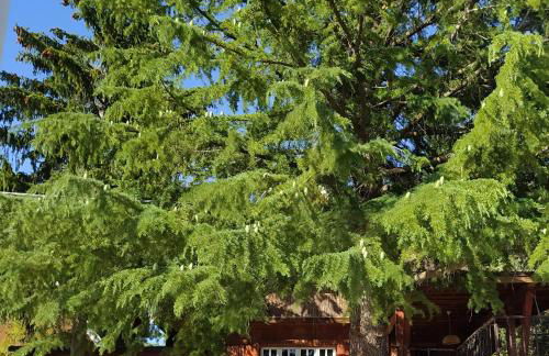 Chalet in legno - Foto 14