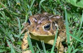 The Disco Den on Toad Road - Photo 37