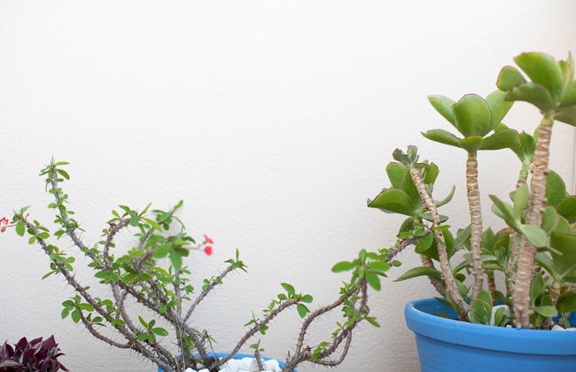 El Ático de la Palmera - Photo 15