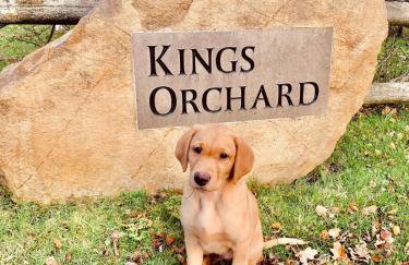 Cottage near Corfe & Jurassic Coast - Foto 57