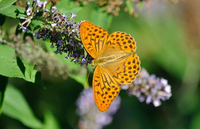 Brunnenhof Garden View - Foto 20
