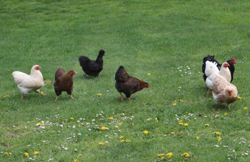 Ferienhaus Ahlers - Foto 16