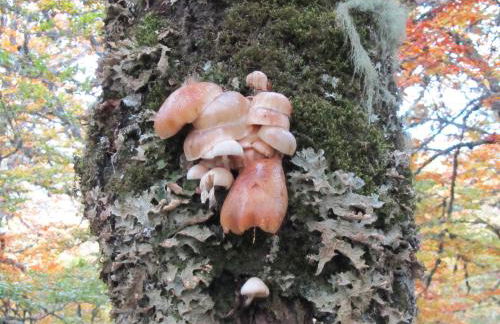 Apartamentos Rurales Casa Baltasar - Foto 34