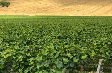 Sancerre Sunflower - Tournesol de Sancerre - Foto 8