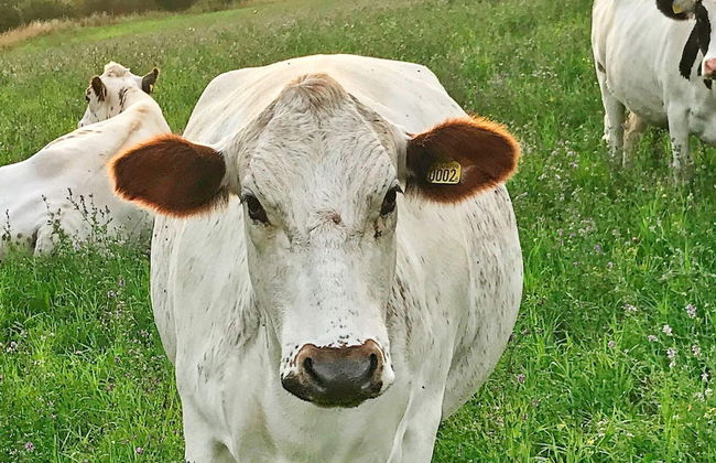 6 Person Holiday Home in Stjarnhov-by Traum - Foto 7