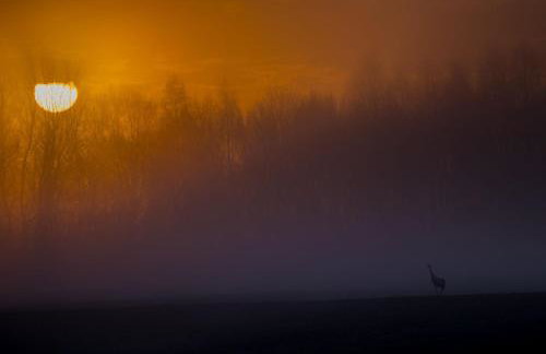 Siedlisko MiłoBrzózka - Photo 11