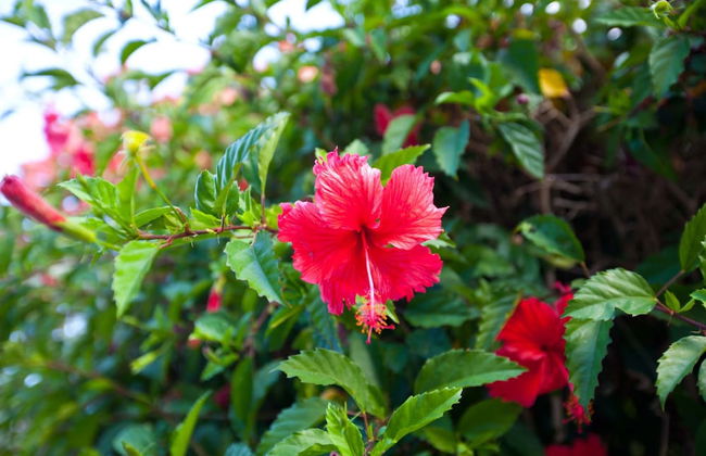 Trinity Beach Pacific - Photo 46