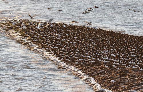 Studio mit Meerblick auf die Robbenbänke von Norderney, geschützter Südwestbalkon - Foto 21