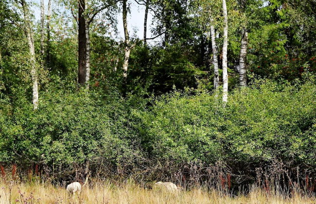 4 Person Holiday Home in Orkeljunga - Photo 13