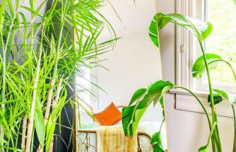 Yoctangee House by Jungle House - Foto 64