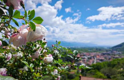 Trebiano a casa dei nonni - Foto 1