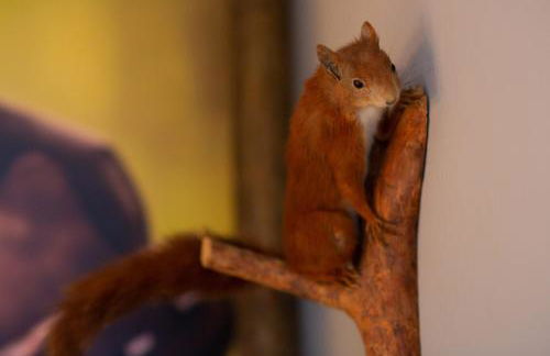 Ferienwohnungen Am Burgberg - Foto 20