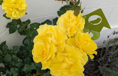 Les Jolis Nids - Studio Moineau - Foto 16