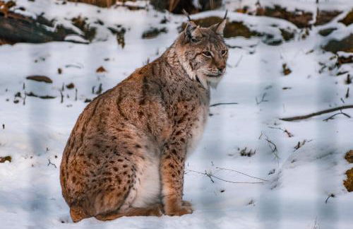 TraumFeWo Morgentau #Netflix #Terrasse von Harztraveler - Foto 29