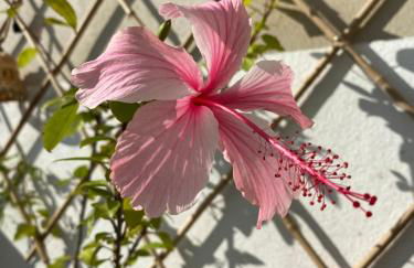 Nidu Accogliente in Balagna - Foto 40