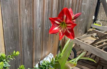 Roxy House - Foto 12