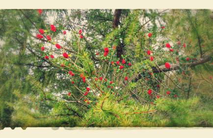 Anikunborda - Foto 27