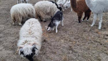 Domek z tarasem - Foto 2