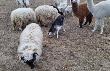 Domek z tarasem - Foto 2