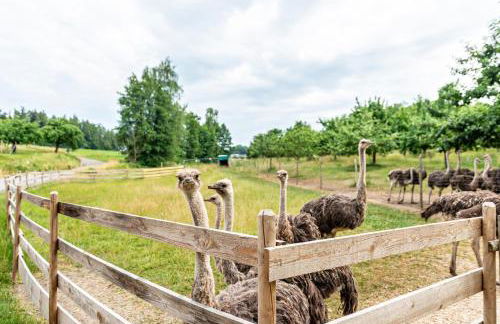 Beutenmühle Straussenfarm Dach - Foto 36