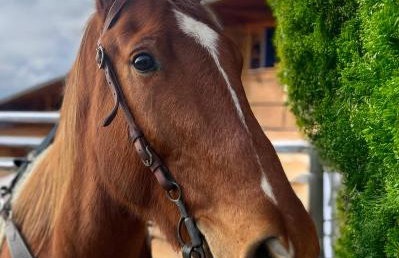 SEDRA Holiday Resort-Adults Only-Bed & Breakfast - Foto 34