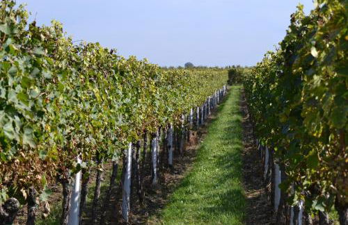 Zauber der Pfalz - Foto 58