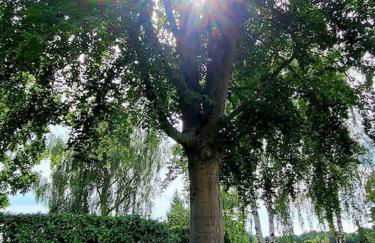 Haus am Walde - Foto 47