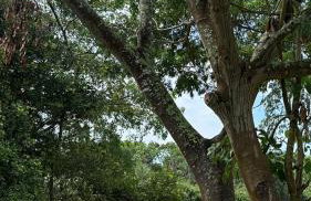 Rancho Piau - Foto 34