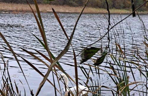 Łabądkowo - Foto 69