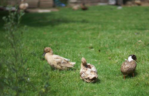 Coach House Faner - Foto 2