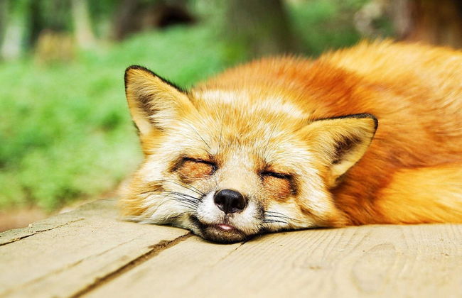 5 Person Holiday Home in Salen-by Traum - Foto 11