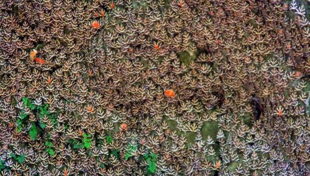 Butterflies Valley & Chalki from Rhodes - Photo 5
