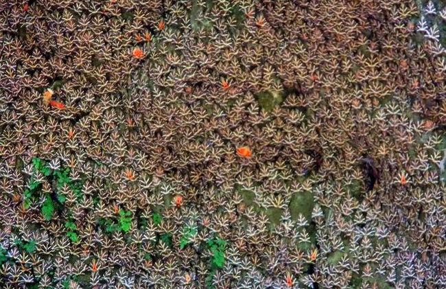 Butterflies Valley & Chalki from Rhodes - Photo 5