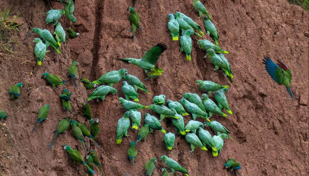 Spot tons of parrots