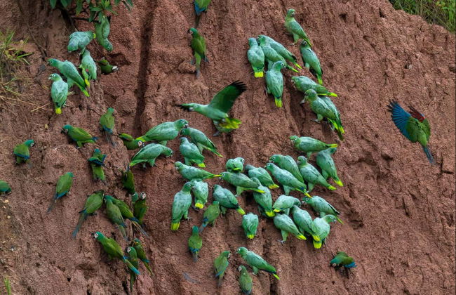 Puerto Maldonado 3 Day Tour - Photo 4