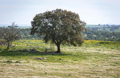 Casas Velhas - Casa da Taberna - Foto 28