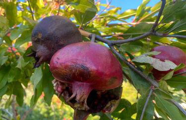 Villa Ella - Foto 29