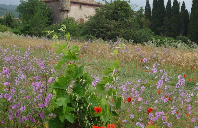 Le Gîte Vigneron - Foto 33