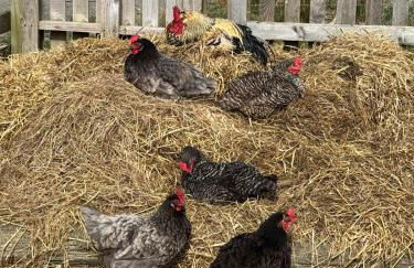 Bonnie Brae Croft Bothies - Foto 49