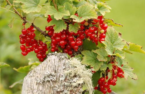 Alpinus Agriturism - Photo 73