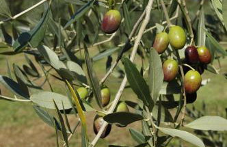 All'Antica Scuderia Del Castello - Foto 39