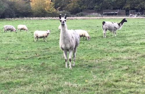 La Fermette Aux Lamas - Foto 20