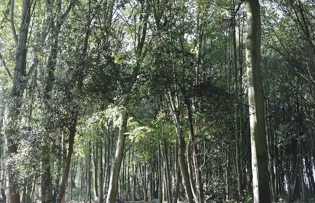 Le Domaine Saint Ange - Photo 30