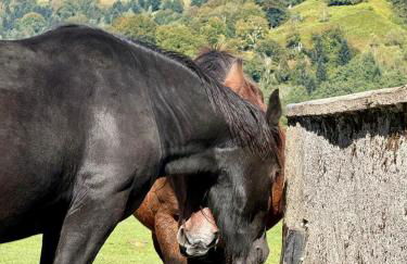 Résidence Bonnecaze - Foto 21