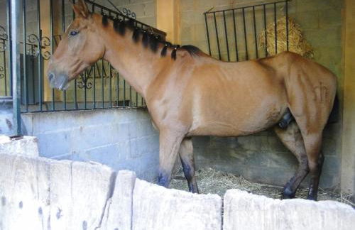 Finca la Colorá - Foto 34