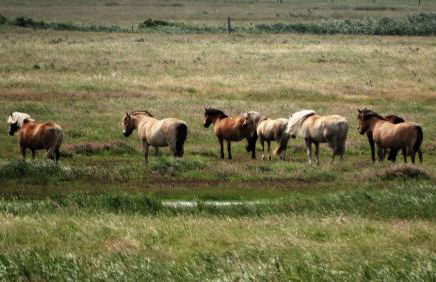 Ferienhaus Noor und Meer - Foto 23