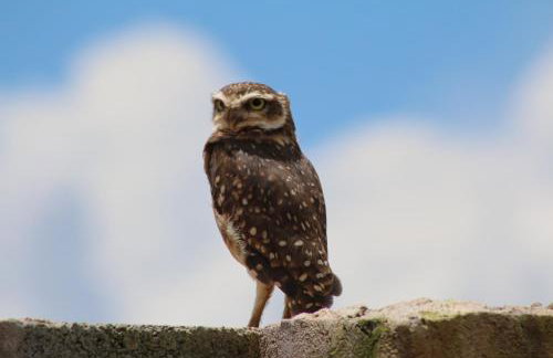 Chalés Recanto Paraíso - Foto 51