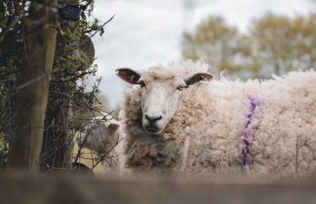 Dog Friendly Shepherd's Hut, Perfect for Couples - Photo 20